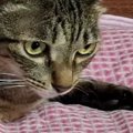 いつも猫に枕を取られるので『２つ用意』した結果…『予想外の光景』に「猫…