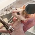保護された赤ちゃん猫が『初めてのシャンプー』に挑戦した結果…悶絶必…