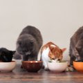 猫の『食事回数』を分けたほうがいい５つの理由