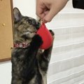 猫の「お祈りポーズ」その仕草の心理４つ