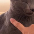 座ったままの状態で『熟睡していた猫』→ツンツンと触ってみると…まさかの…