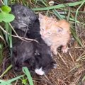 台風が接近していた日、『用水路沿いに4匹の子猫がいる』と通報がきて…