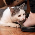 猫が飼い主の『足に噛みついてくる』理由3選　嫌われているわけではない？…