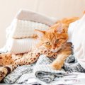 片付いていない場所はNG！汚部屋が猫に危険な理由５つ