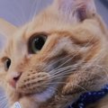 ふとネコの『顔』を見たら…まさかのモノがついていた光景に爆笑の声続…