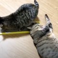 またたびとねこ軍団！爪とぎは早い者勝ち♪