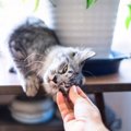 『猫を苦手とする人』ほど猫に好かれる理由3つ　気付かぬうちにモテる行動…