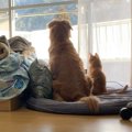 お留守番を『隠し撮り』してみたら、猫と大型犬が……『切なすぎる光景』に…