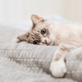 猫が『愛情不足』を感じている時のサイン4つ