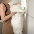 『賢さがわかる』猫壁チャレンジに犬と猫が挑戦した結果…微笑ましい光景に…