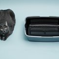 猫のトイレが臭う4つの原因　暑い時期の『ニオイ対策』をはじめよう！