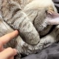 手で顔を隠すようにして眠っていた猫→興味本位で『おててを外してみた…