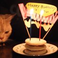 猫ちゃん2歳の誕生日！手作りケーキでお祝い♡