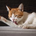 猫は我慢強い？粘り強い性格になった４つの理由