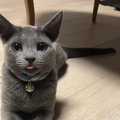 猫の人気種の性格は？８種類のネコたちの性格をご紹介！