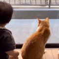窓際でひなたぼっこをしていた赤ちゃんと猫…とんでもなく尊い『やり取りの…