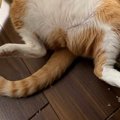 窓際にいる『猫』を見たら…想像以上に『酔っ払いのような光景』に笑ってし…