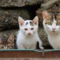 猫の遺伝にまつわる3つの不思議な豆知識　猫の大切な個性は遺伝子が決めて…