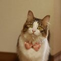 猫が追いかけたくなる『ベタ惚れ飼い主』になる方法５つ