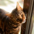 控えめな猫が『実は甘えたい』と思っているときのサイン5つ　愛情表現…