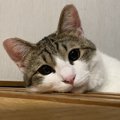 猫に依存されやすい人の特徴３つ