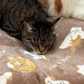 飼い主『声出た』→布団の上にいる"３匹の猫"をふと見たら……