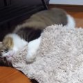 豪快！マットをめちゃくちゃにして遊ぶ猫ちゃん！