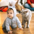 飼い主を子供扱いしている猫の9つの行動