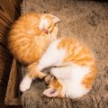 猫の『寝相』から分かる性格4つ！有名な「アンモニャイト」をするのはどん…