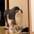 体を膨らませて興奮状態のネコ→まさかの『歩き方』で…面白すぎる瞬間…