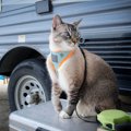 猫に『リードやハーネス』は必要？慣れておくメリットや選び方のポイ…