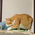 動きが遅すぎる猫→心配になり病院へ向かった結果…獣医から告げられた『衝…