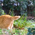 猫がお尻を撫でて欲しい時にする４つの仕草