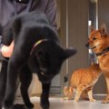 猫と犬を連れて実家へ引っ越し…『家族のお出迎え』の光景が心温まると…