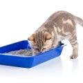 猫が『トイレの砂』を食べようとする理由3つ　体に悪影響はあるの？防ぐた…