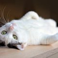 猫の『おヘソ』はどこにある？被毛のなかから見つける探し方や特徴を…