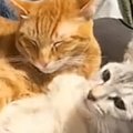 兄猫に抱きしめられた妹猫→離れようとした結果…想像以上に『愛が重すぎる…