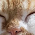 雨の日に『くせっ毛の猫のヒゲ』を見てみると…まさかの光景が面白すぎると…