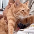 ママが大好きな猫を『パパが無理やり引き離したら…』後の表情が133万…