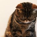 猫が『ごめんなさい』とお詫びしたい時にする行動4つ