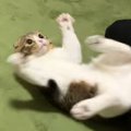 楽しーい！新しいおもちゃに大興奮な猫さん！