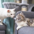 愛を独占したい…『多頭飼育には向いていない猫』4つの特徴　新しい子をお…