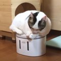 猫ちゃんの個性的過ぎる水待ちアピール！