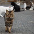 猫の『集会』の秘密！？3つの理由と集まりやすい時間や場所