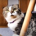 短足猫くんの午前中の過ごし方を観察！