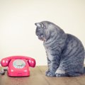 猫を守るために欠かせない『緊急連絡先』4選　役に立つ場面から準備してお…