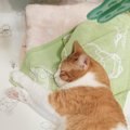 娘を風呂に入れて出てきたら、赤ちゃん用の布団に猫が…幸せ溢れる『寝姿』…