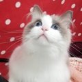 猫の匂いは何の香り？どうしていい匂いがするの？