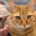 2匹の猫と新しく生まれた赤ちゃん→だんだんと距離が縮まってきて…あまりに…