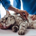 猫が苦しんでいるときに表れる『SOSサイン』5選　絶対に見逃せない理由や…